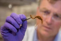 ফেলে যাওয়া চুলই ধরিয়ে দেবে অপরাধীকে!