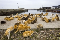 জাপানের ‘বেড়াল দ্বীপ’ রহস্য, জানলে অবাক হবেন আপনিও