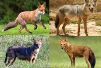 শিয়াল আতঙ্কে ৫ গ্রামের মানুষ, আহত ৩৩