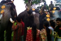 উৎসবমুখর পরিবেশে জীবন্ত হাতিদের পুজা!