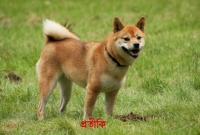 কুকুর হত্যাকারীর খোঁজ পেতে লাখ টাকা পুরস্কার ঘোষণা