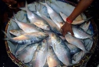 মাইকিং করে ইলিশ বিক্রি, কেজি ১৬০ টাকা