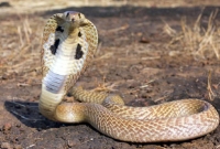 ১২ বার সাপের কামড় খেয়ে এখনও স্বমহিমায় জীবিত এক যুবক