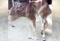 ৫ পা ওয়ালা বাছুর, একনজর দেখতে মানুষের ঢল!