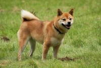 ঝালকাঠিতে পাগলা কুকুরের কামড়ে আহত ৪০