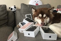 কুকুর চালায় আইফোন সেভেন, তাও আবার ৮টি!