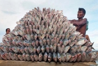 কক্সবাজারে সাগরের মোহনায় ঝাঁকে ঝাঁকে ইলিশ