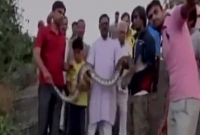 অজগরের সঙ্গে সেলফি তুলতে গিয়ে যা ঘটল!