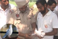 যখনই চারদিকে যুদ্ধের বার্তা, ভারতে তখনই ডানায় উর্দু লেখা পায়রা উদ্ধার