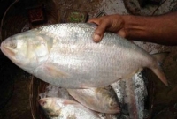 ইলিশের মণ ২ লাখ ৩ শত টাকা!