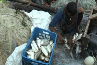 ‘বৃষ্টি বেশি তাই ইলিশ বেশি’