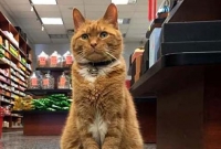 নিউ ইয়র্কে দোকান চালাচ্ছে বিড়াল