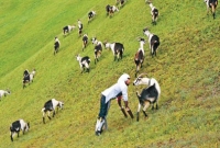 জালিয়াতির কৌশল আবিষ্কার করে ইগ নোবেল