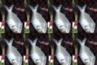 এবার পুকুরেও ঝাঁকে ঝাঁকে ইলিশ!