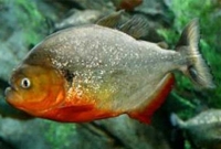 কুকুরের মতো ডাকতে পারে এই রাক্ষুসে মাছ!