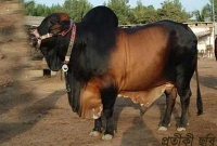 একটি গরুর জন্য সালিশি বৈঠকে গোটা পরিবারকে গ্রাম ছাড়ার নির্দেশ