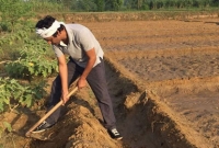 সিনেমায় নয়, বাস্তবেই নিজের জমিতে কৃষি কাজ করছেন নওয়াজ!