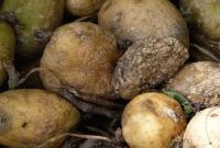 আলু রান্নায় এই সামান্য ভুলের ফলে মৃত্যু এক পরিবারের চার জনের