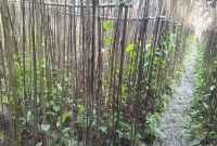  বিয়ের বাধা কাটাতে পানের বরজে তরুণীকে গোসল!