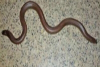 বিরল প্রজাতির দু মুখো সাপ কোটি টাকা বিক্রি!