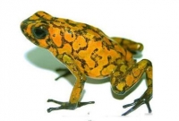 ব্যাঙের বমিতে পাওয়া গেল নতুন প্রজাতির পিঁপড়ার সন্ধান!