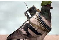 গুলিতে উড়ল পা, তবু সেনা শিবিরে বার্তা পৌঁছে দিল 'শের আমি'!