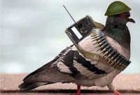 ‘মোদির কাছে চিঠি নিয়ে আসা পাকিস্তানি 'বার্তাবাহক' কবুতর আটক’