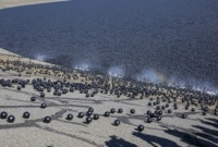 পানিতে  ভাসছে কোটি কোটি কালো বল, কারণ জানলে অবাক হবেন