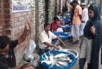 ইলিশ মাছ ফেলে দিতে হচ্ছে!