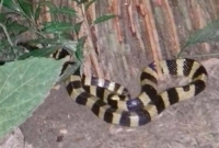 'কোটি টাকার' সাপ নিয়ে হাতাহাতি, লক্ষ্মীপুরে তোড়পাড়