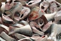 সুস্থ থাকার চাবিকাঠি ‘ওমেগা-৩’ কোন কোন খাবারে বেশি মেলে?