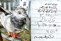 পাকিস্তানি পায়রা নিয়ে এল ভারতকে খতম করার চিঠি, কী লেখা আছে সেই চিঠিতে?