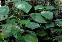 সাবধান! এই গাছ প্রাণ বাঁচায় না, মানুষকে মেরে ফেলে। কীভাবে?