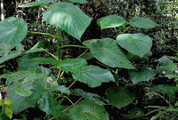 সাবধান! এই গাছ প্রাণ বাঁচায় না, মানুষকে মেরে ফেলে