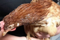  মুরগি গ্রেফতার!