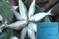 ৩০০ টাকার ইলিশ কিনলেই কুপন ফ্রি! বিক্রি হচ্ছে মাইকিং করে