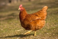 একা একা রাস্তা পার হওয়ার অভিযোগ, একটি মুরগিকে জেলে পুরল পুলিশ