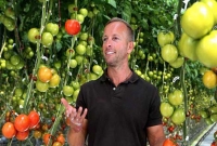 সূর্যের আলো ও লবণ পানি দিয়ে মরুভূমিতে টমেটো চাষ