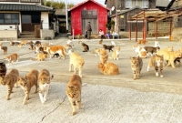 জাপানের ‘বেড়াল দ্বীপ’ রহস্য