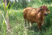 রহস্যে ঘেরা সিংগাপুরের একমাত্র বুনো গরুটি মারা গেছে