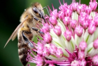 মৌমাছির বিষ সারিয়ে তুলবে এই ফুল!