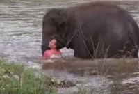 নদীতে ঝাঁপিয়ে পড়ে ডুবন্ত মানুষকে বাঁচালো হাতি!