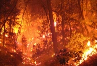 ফের আমেরিকায় বিধ্বংসী দাবানল