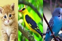 যে পশুরা মৃত্যুকে আগাম দেখতে পায়!