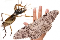 জানেন কি পৃথিবীর সবচেয়ে বড় পতঙ্গ কোনটি?