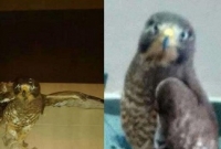 পায়রার পর আকাশপথে ঢুকছে পাকিস্তানি গুপ্তচর বাজপাখি