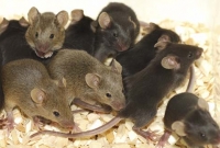 ইঁদুরের দাপটে দিশেহারা পুলিশ, থানায় তাণ্ডব!