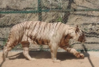 তামিল ভাষা বোঝে বাঘ!