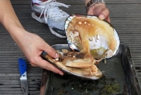 জানেন ঝিনুকে কিভাবে মুক্তা হয়?