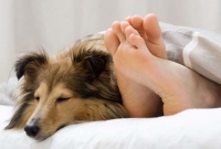 আপনি জানেন, পোষ্য প্রাণীরা ঘুমিয়ে ঘুমিয়ে কি স্বপ্ন দেখে?